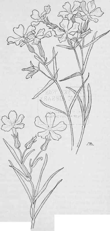 P. longifolia. Wild Sweet William Phlox Stansburyi