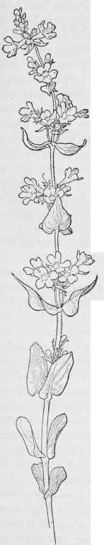 Penstemon P. Rattani var. minor.