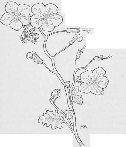 Phacelia Parryi