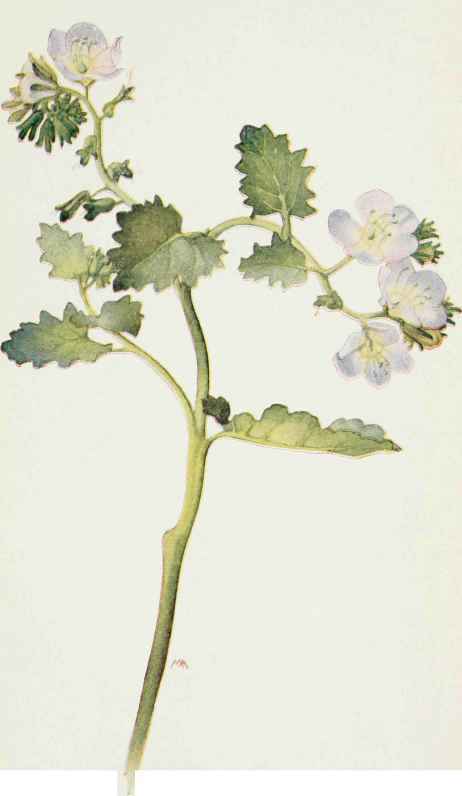 Phacelia grrandiflora. Wild Canterbury bell P.Whitlavia.