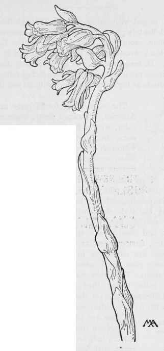 Pine Sap Hypopitys. Hypopitys.