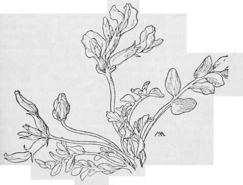 Pink Lady fingers Astragalus Utahensis