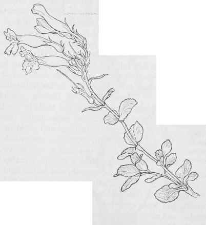 Pride af the mountam  Penstemon Newberryi