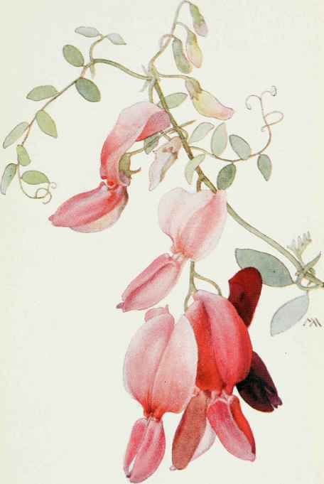 Pride of California. Lathyrus splendens.