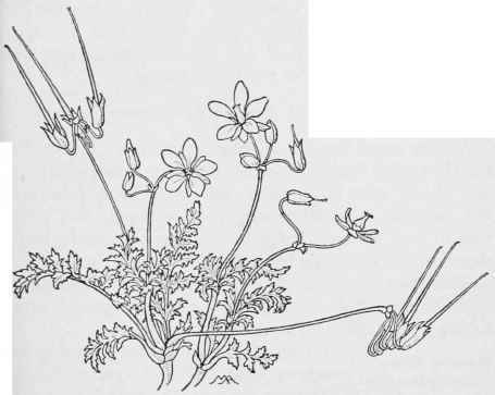 Red stem Filaree  Erodium cicutarium