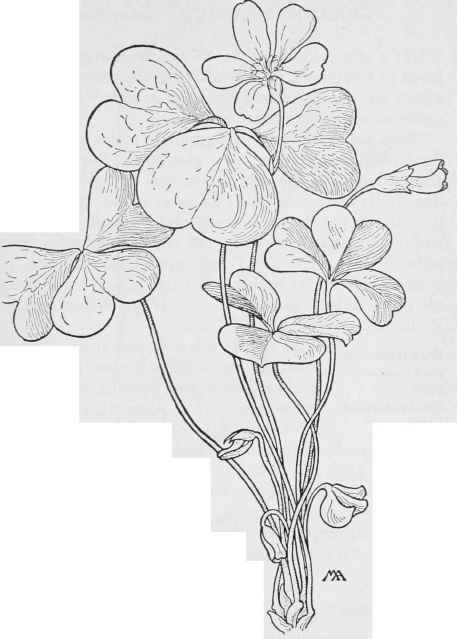 Redwood Sorrel O.Oregana.