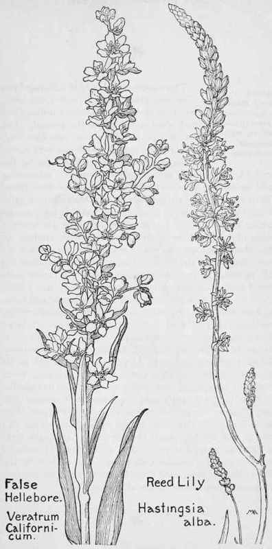 Reed lily. False Hellebore
