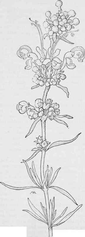 Romero  Trichostema lanatum