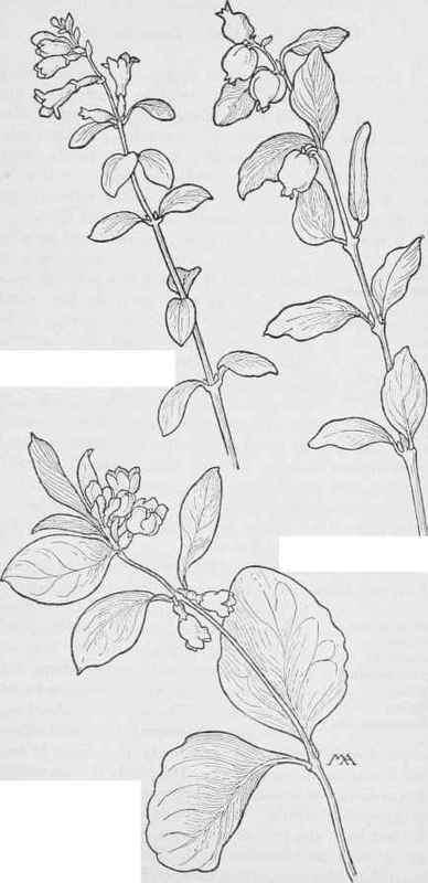 S.oreophflus. Snow berry Symphoncarpos racemosus. S. longiflorus