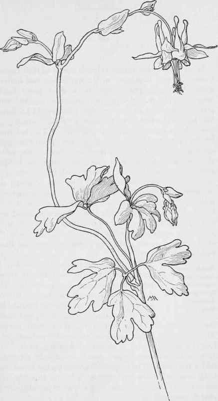 Scarlet Columbine  Aquilegia truncate