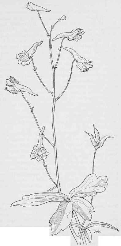 Scarlet Larkspur Delphinium nudicaule
