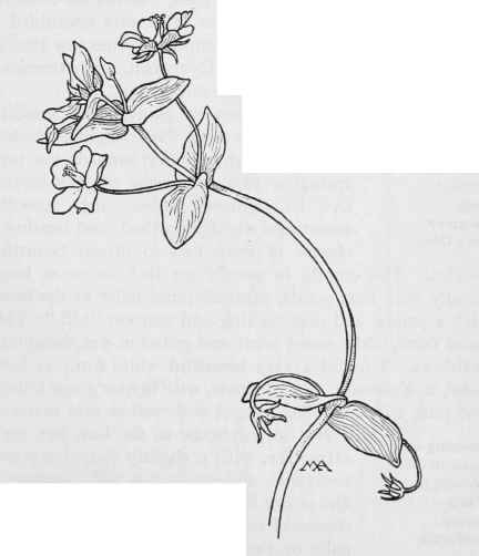 Scarlet Pimpernel Anagallis arvensis