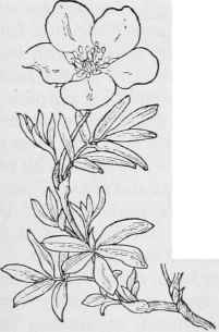Shrubby Cnquefoil Dasiphorsv fruticosa.