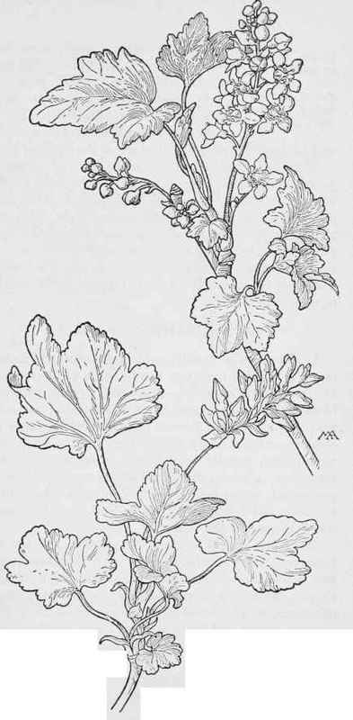 Sierra Current Ribes Nevadense Black Currant R.Hudsonianum 