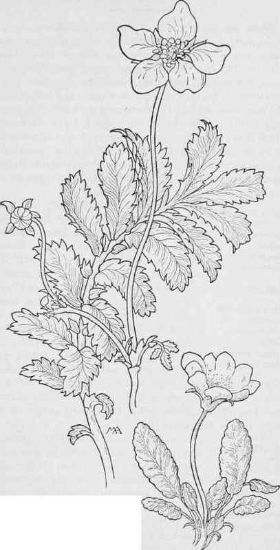 Silver weed Argentina Anserine. Alpine Avens Dryas octopetala