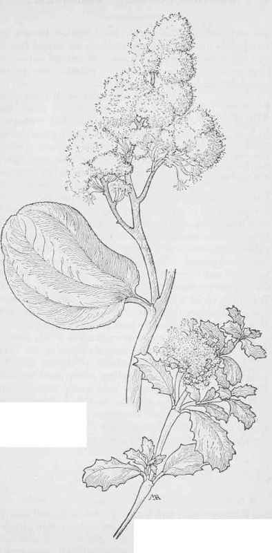 SnowBrush C.velutinus. Squaw Carpets Ceanothus prostratus