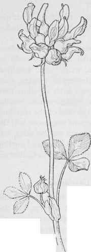SourClover Trifolium fucatum.