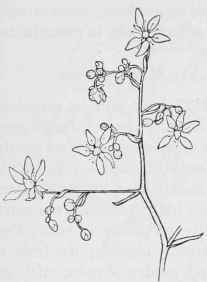 Spatularia Brunoniana (small part of cluster).