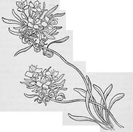 Sphaerostigma tortuosa.