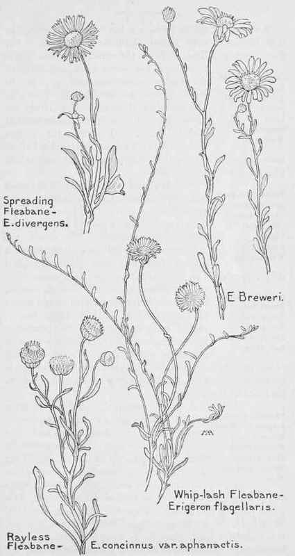 Spreading Fleabane Erigeron Divergens Violet Sprin 469