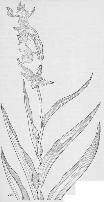 Stream Orchis Serapias gigantea