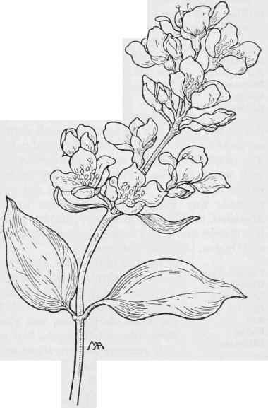 Syringe PhiladelphusCaliformcus 