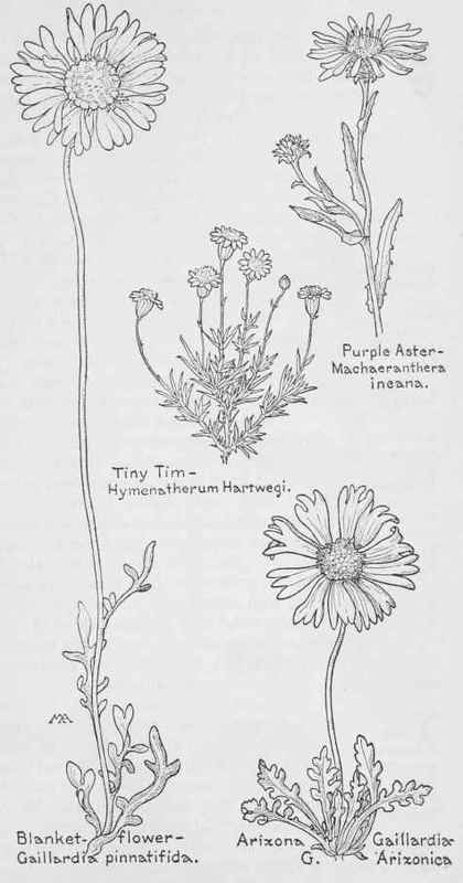 Tall Purple Aster Machaeranthera Incana Aster Purp 484