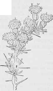 Tetradimia spinosa.