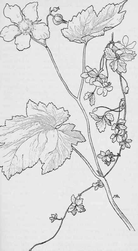 Thimbleberry Rubus prviflorus Creeping Raspberry R.pedatus