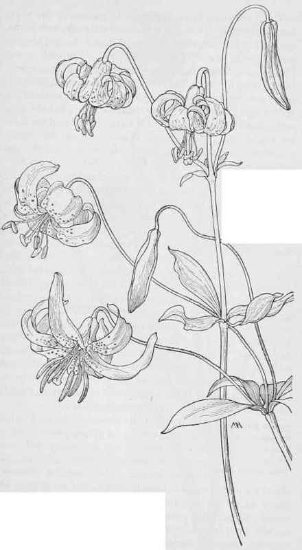 Tiger Lily. Lilium Columbianum. Leopard Lily Lilium pardslinum