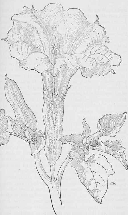 Tolguacha Datura. meteloides