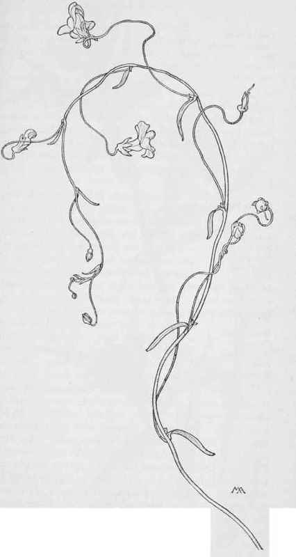 Trailina Snap dragon  Antirrhinum strictum 