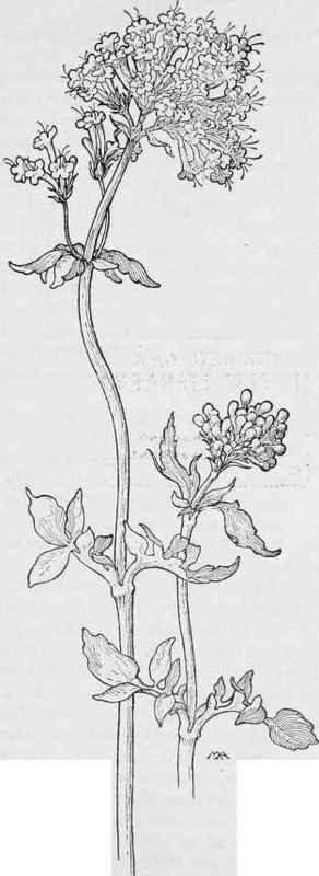 Valerian Valeriana Arizonica