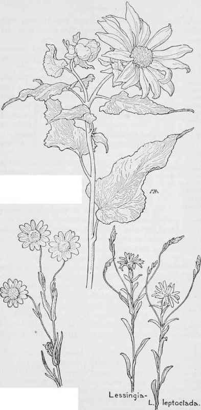 Venegasia. V. carpesioides. Sunshine  Baeria gracilis
