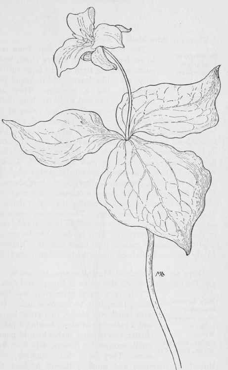 Wake robin TriIlium ovaium
