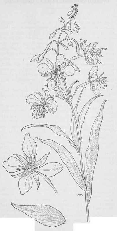 WaterWillow herb Chamaenerion latifolium. Fire weed C.angustifolfum