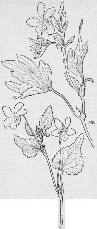 Western Heartsease Viola ocellata. Pine Violet V. lobata