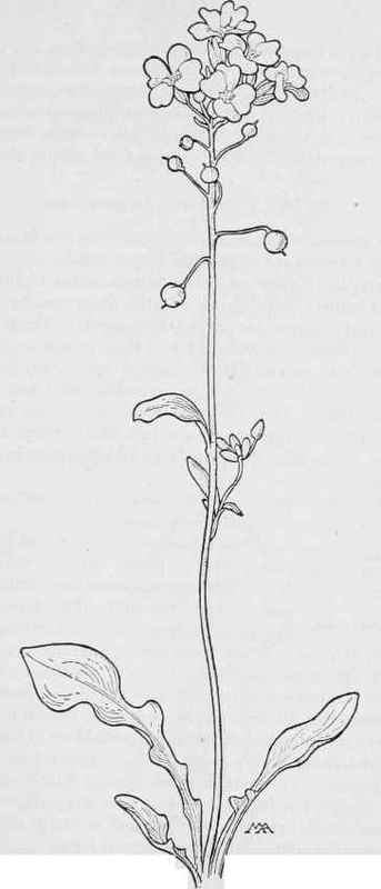 White Bladder pod  Lesquerella purpurea