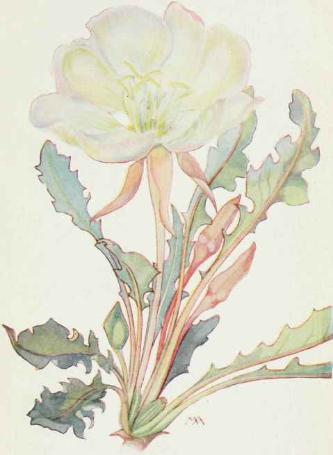 White Evening Primrose pachylophus marginatus.