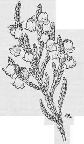 White Heather Cassiope Mertensiana
