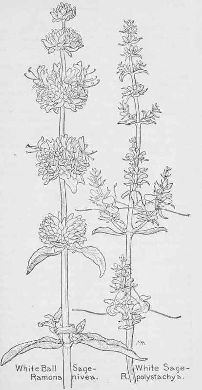 White Sage Ramona Poly Slachya Audi Bertia Salvia  395