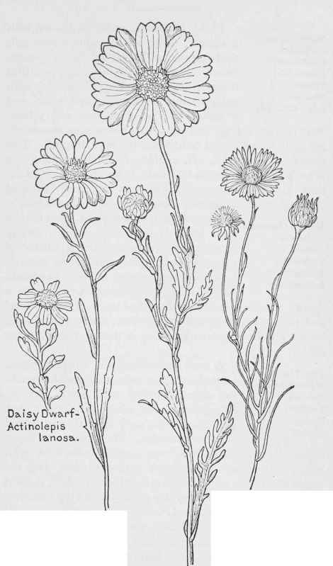 White Tidy tips  B.glandulosus. Yellow Tidy tips Blepharipappus elegang. Pentachaeta aurea