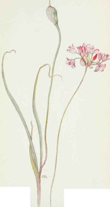 Wild. Onion. Allium acuminatum.
