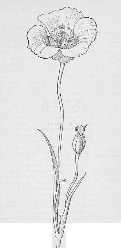Yellow Mariposa Talip. Calochortus luteus var. Citrinus