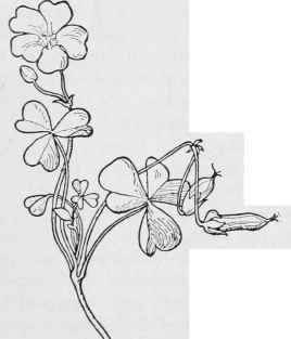 Yellow Wood sorrel Oxalis cornlculata