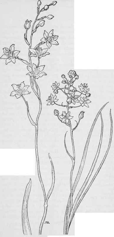 Zygadene. Z.elegans. Dearth Camass. Zygadenus venenosus