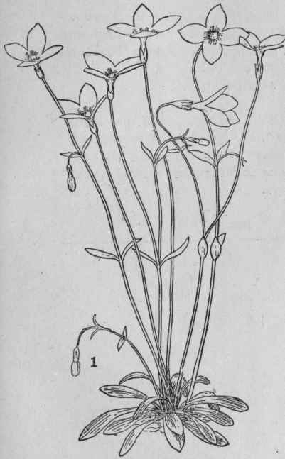 Bluets.