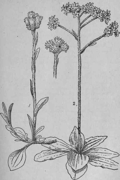 Early Everlasting.
