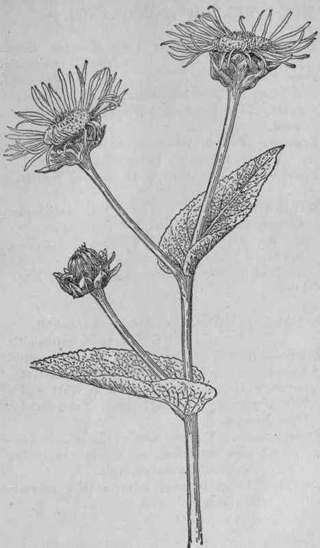 Elecampane.