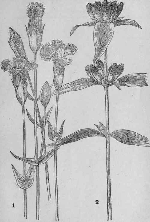 Closed Gentian.
